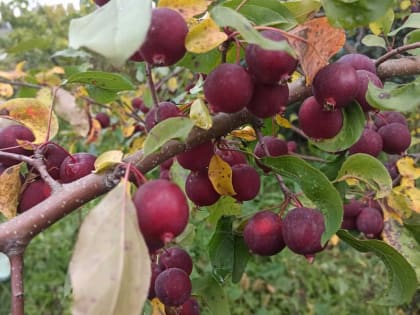 Очаг калифорнийской щитовидки выявлен на Опытном поле рядом с Хакасией