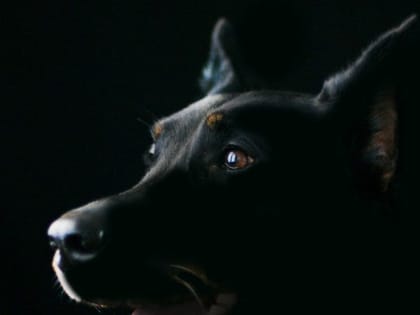 В России могут создать специальный реест для владельцев опасных собак