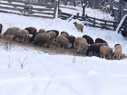 Неужели эпидемия? Фермеры Хакасии не могут вывезти мясо и терпят колоссальные убытки