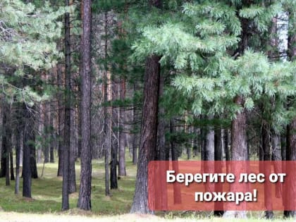 Весь май лесная охрана будет патрулировать лесной фонд Абазинского лесничества