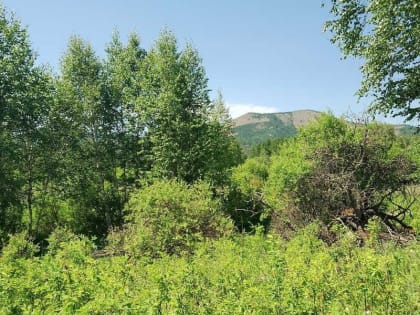 Клещи, несмотря на погоду, продолжают зверствовать в Хакасии