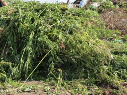 1 500 кустов конопли нашли в городе Хакасии