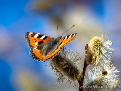 Хакасию ожидает сухой и прохладный март
