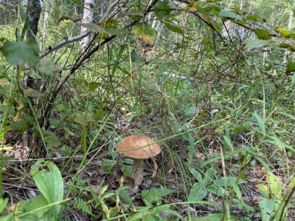 Отравившегося мухоморами сибиряка госпитализировали прямо с рабочего места с галлюцинациями