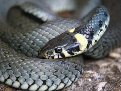 Змея в Пригорске укусила девушку