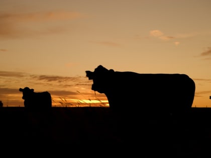 Заражённых животных в Боградском районе решено изымать принудительно