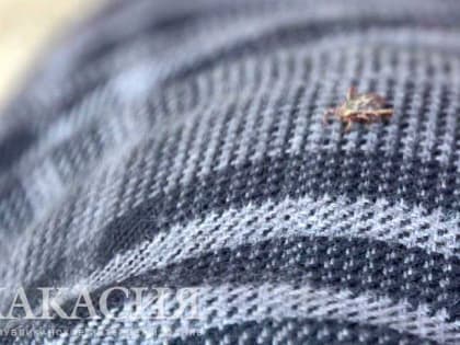 Пик активности клещей завершился в Хакасии, но они продолжают кусаться
