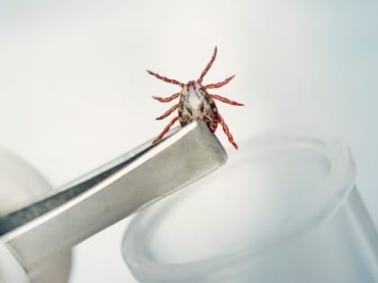 В Хакасии клещи покусали больше 600 детей