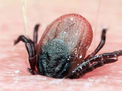 Роспотребнадзор: Клещи ещё не спят