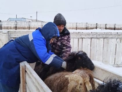 Власти Хакасии купят жильё для сельских ветеринаров