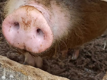 Дело фермера, которого подозревают в распространении чумы свиней на юге Сибири, передано в суд