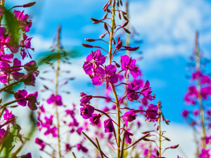Новосибирские ученые выявили противовирусную эффективность экстракта иван-чая