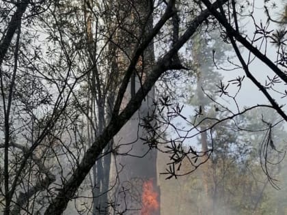 Вниз по отвесным скалам и курумникам: лесной спецназ тушил грозовой пожар у деревни Сизая (Шушенский р-н)