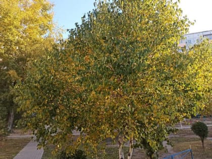 То ли снег, то ли тепло: какую погоду ожидать на выходных в Хакасии и на юге Красноярского края?