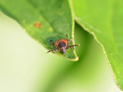 Кровососы продолжают нападать на жителей Хакасии