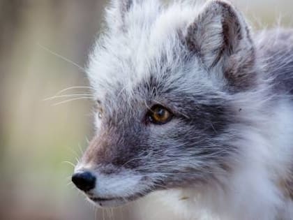 В Финляндии началось уничтожение норок и лис