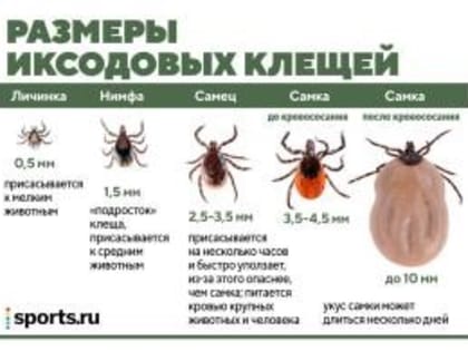 Осторожно, иксодовый клещ!