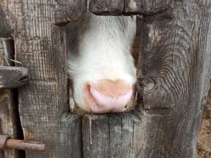 Из-за опасной инфекции в Хакасии закрывают проезд между аалом Сапогов и дачными массивами