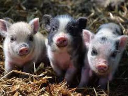 Трех поросят из очага заболевания привезли в Абакан