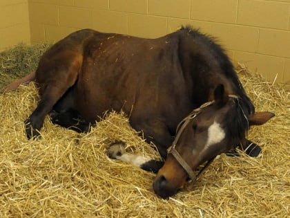 В Хакасии на республиканском «Ипподроме» объявлен карантин