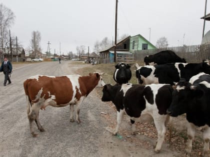 Выплаты на содержание личного подворья продолжатся и в 2020 году