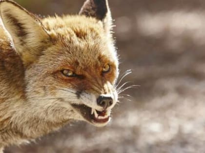 В Красноярском крае отмечены очаги бешенства