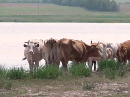 В Ширинском районе локализован очаг заражения ринотрахеитом