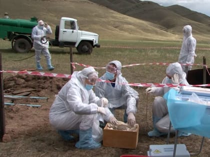 В Туве выросло число заражённых сибирской язвой