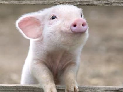 В Минусинском районе выявлен очаг африканской чумы свиней