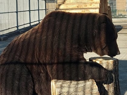 Эльвиры, Галины, Ярославы и Петры могут сходить в зоопарк бесплатно