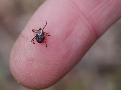 В Хакасии энцефалитом заболел ребенок