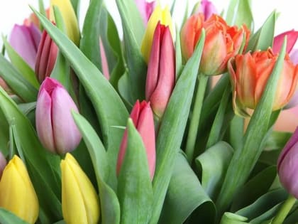 Уличные торговцы тюльпанами появятся в Абакане после 4 марта