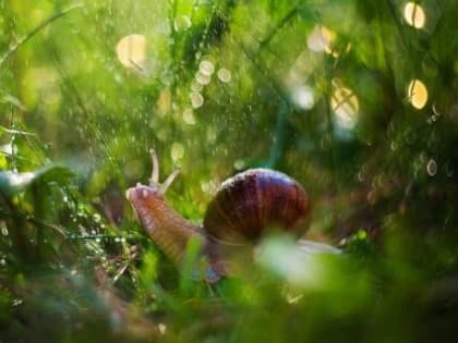 Погода в Хакасии 10 июля: Пасмурно и дождливо