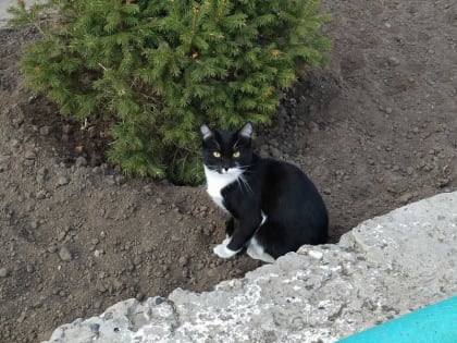 Напряженная ситуация по бешенству сложилась в Хакасии