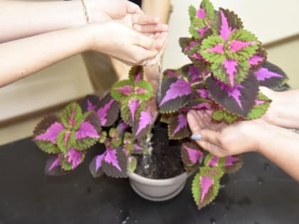 Капля жизни