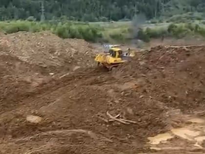 Ради добычи золота в Хакасии незаконно срубали кедры и пихты