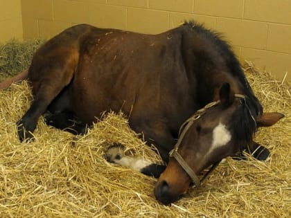 Карантин по сальмонеллезу ввели на республиканском ипподроме