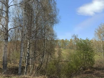 Энцефалитом и сибирским тифом заражаются дети от крошечных животных