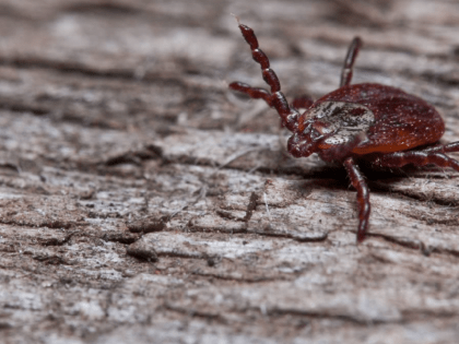 26 жителей Хакасии уже пострадали от укусов клещей