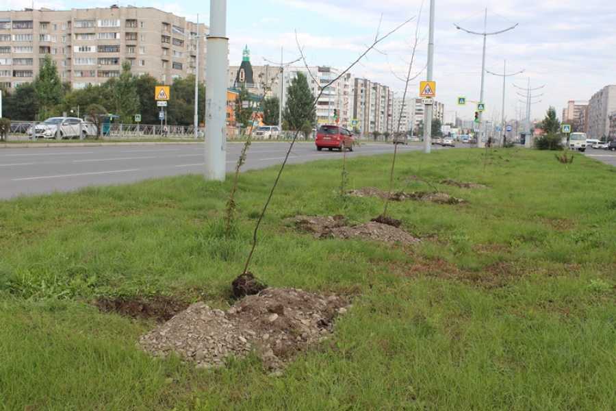 Апрель абакан. Озеленение города Абакан. Аллея Абакан Некрасова. Абакан посадка деревьев. Благоустройство Абакан ул Некрасова 2022 год.