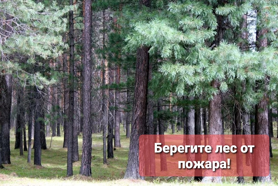 Двенадцать лесов. Абазинское лесничество Хакасия. Лесная охрана Республики Хакасия.