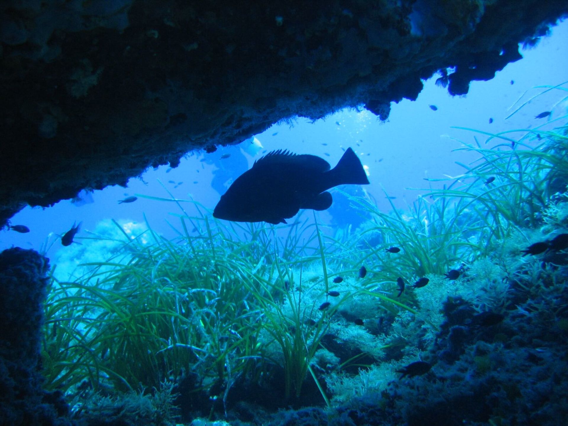 Offerta speciale maggio 2023 | Orca Diving Ustica