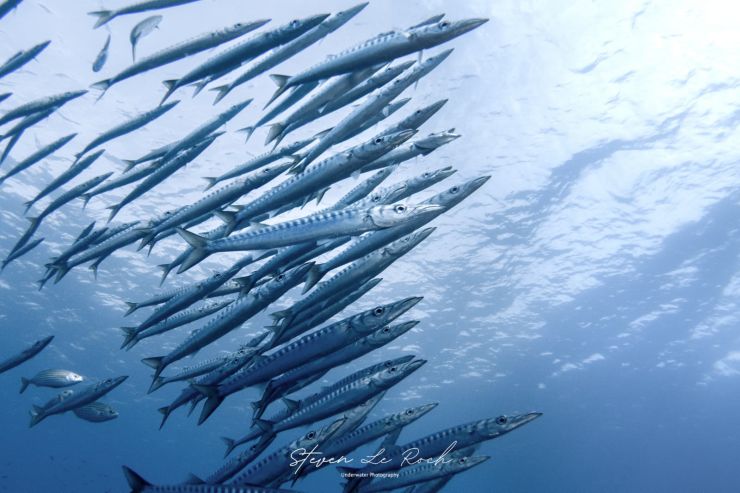 Special offer May 2026 | Orca Diving Ustica