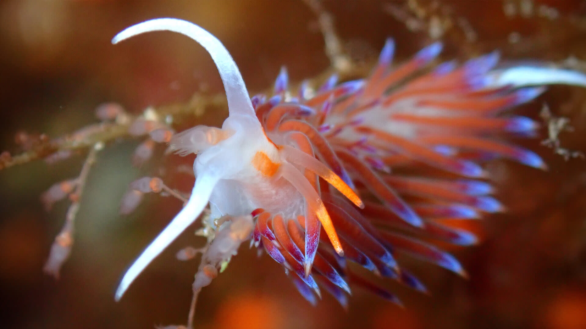 Corsi PADI | Orca Diving Ustica