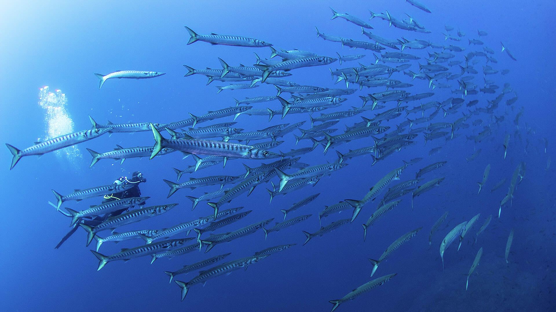 Immersioni | Isola di Ustica Sicilia | Orca Diving Ustica