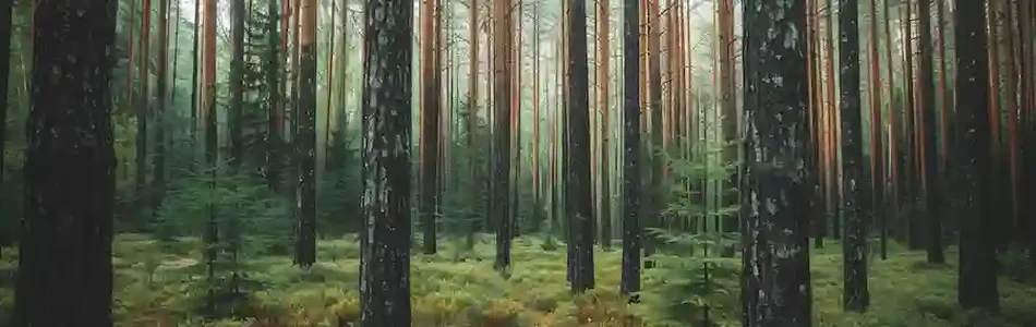 Do Trees Release Carbon Dioxide?