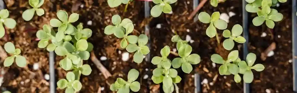 Agroforestry and Climate Action: Trees, Crops, and a Greener Tomorrow