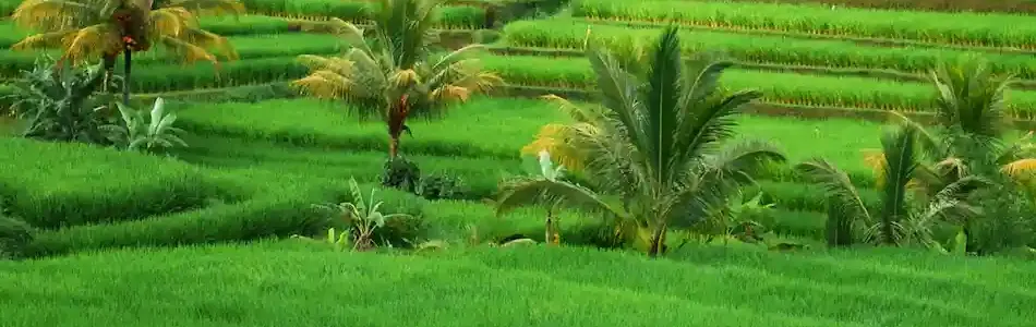 Regenerative Agriculture: Farming for a Healthier Planet and Prosperous Future