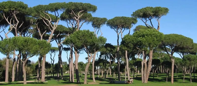 Parco del Pineto 1