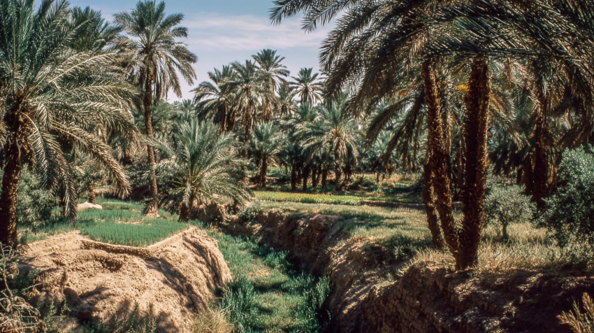 The Tree That Is Not a Tree